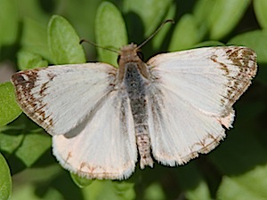 Laviana White Skipper Butterfly